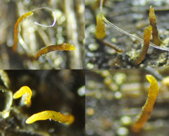 Acrospermum compressum