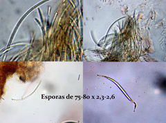 Acrospermum compressum