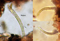 Acrospermum compressum