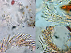 Acrospermum compressum