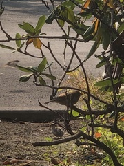 Passer domesticus