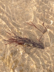 Gracilariaceae