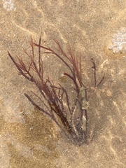 Gracilariaceae