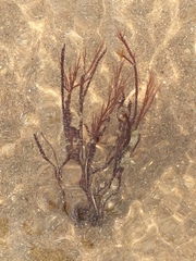 Gracilariaceae