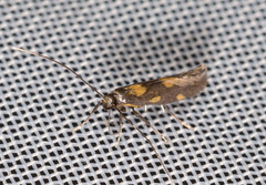 Euspilapteryx auroguttella