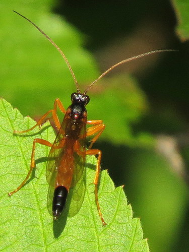 Neamblymorpha milva