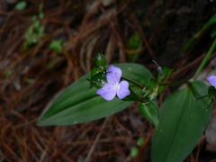 Tripogandra amplexicaulis