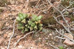 Machairophyllum brevifolium