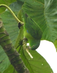 Forpus crassirostris