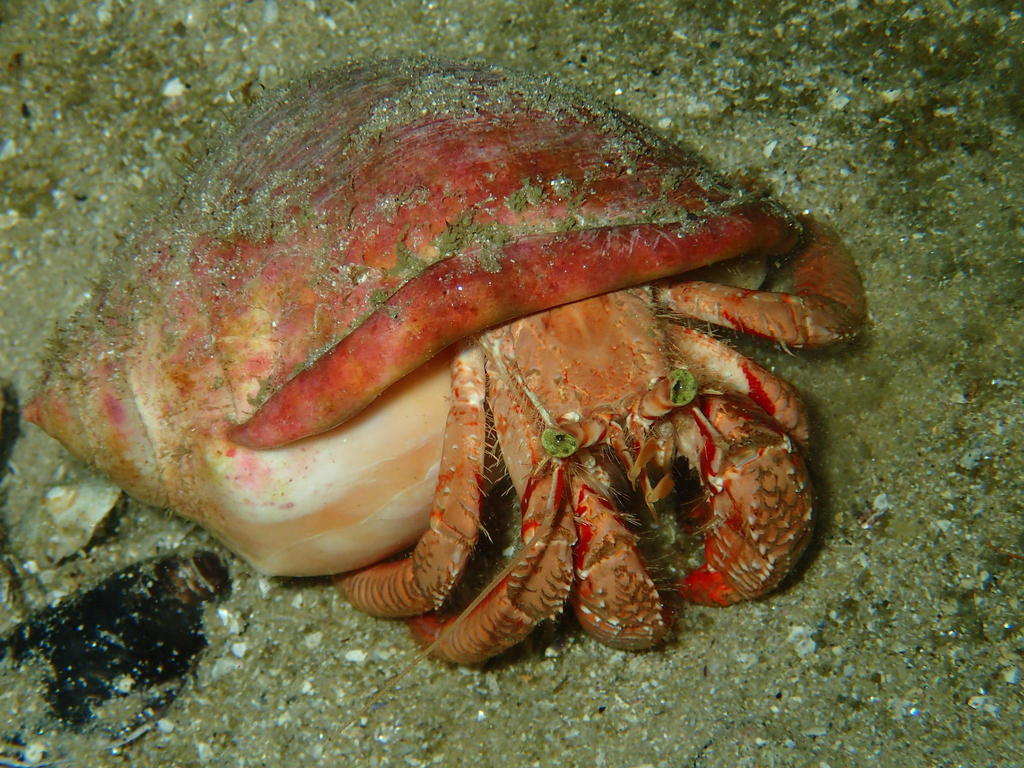 striated hermit crab