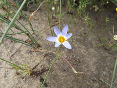 Romulea tabularis