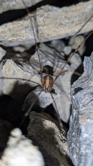 Cosmobunus granarius