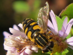 Helophilus obscurus