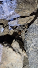 Cosmobunus granarius