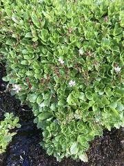 Micranthes stellaris robusta