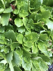 Micranthes stellaris robusta