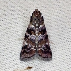 Dioryctria pygmaeella