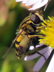 Helophilus obscurus
