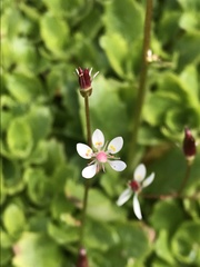 Micranthes stellaris robusta