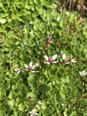 Micranthes stellaris robusta