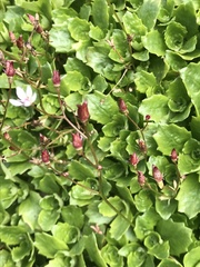 Micranthes stellaris robusta