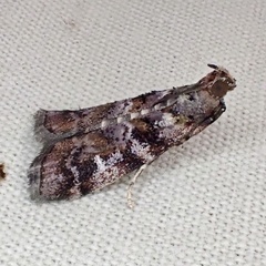 Dioryctria pygmaeella