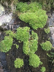 Micranthes stellaris robusta