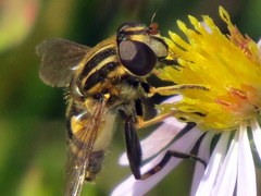 Helophilus obscurus