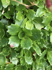 Micranthes stellaris robusta