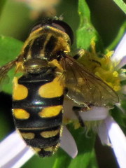 Helophilus obscurus