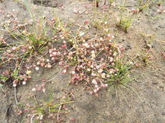 Crassula natans natans