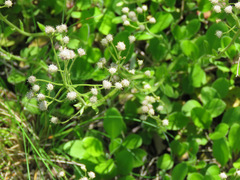 Antennaria racemosa