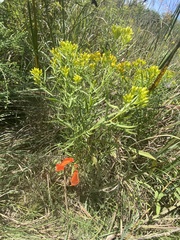 Euthamia gymnospermoides