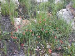 Indigofera capillaris