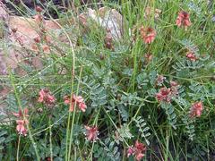 Indigofera capillaris