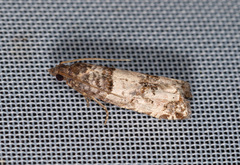 Notocelia incarnatana