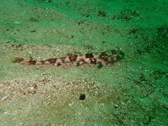 Haploblepharus pictus