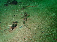 Haploblepharus pictus