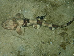 Haploblepharus pictus