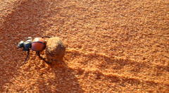 Pachysoma denticolle