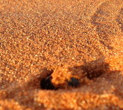 Pachysoma denticolle