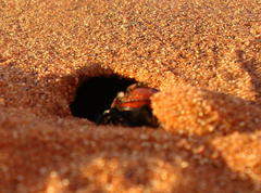 Pachysoma denticolle