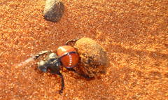 Pachysoma denticolle