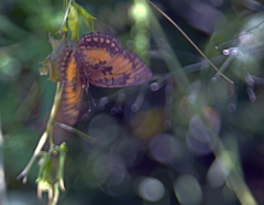 Byblia anvatara acheloia