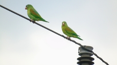 Brotogeris jugularis