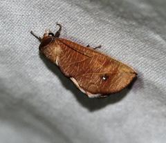 Arcyophora longivalvis