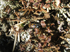 Liotrichus umbripennis