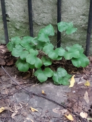 Hepatica nobilis