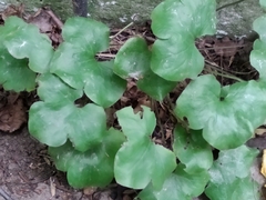Hepatica nobilis