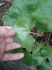 Hepatica nobilis